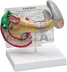   Pancreas/Gallbladder/Spleen Anatomy Model